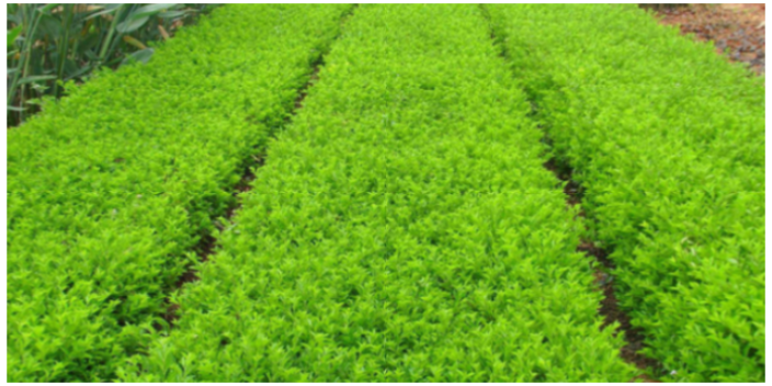 廣州種植綠化批發樹苗 大崗美琳花木場供應