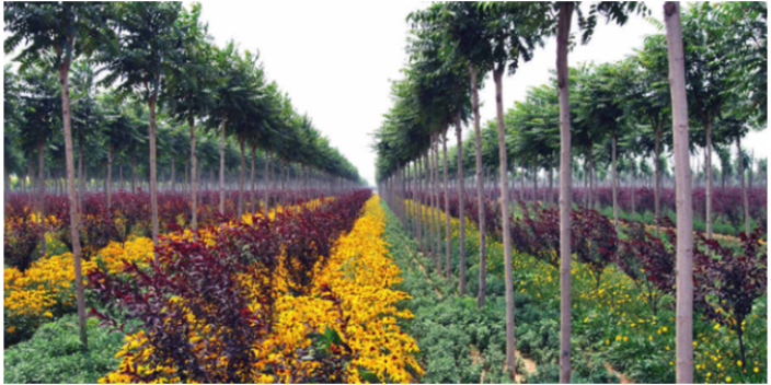 廣州綠化批發(fā)價格 大崗美琳花木場供應(yīng)