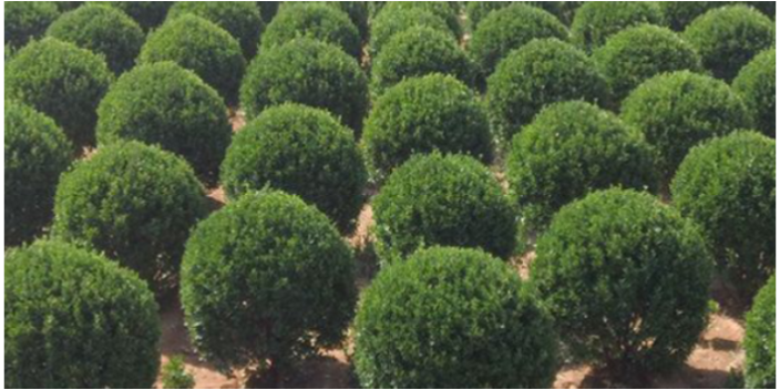 廣州別墅綠化批發(fā)基地 大崗美琳花木場供應(yīng)