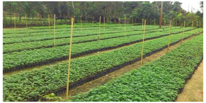 廣州別墅綠化批發(fā)哪兒有 大崗美琳花木場供應(yīng)