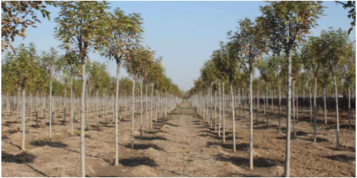 廣州園林綠化批發(fā)基地 大崗美琳花木場供應