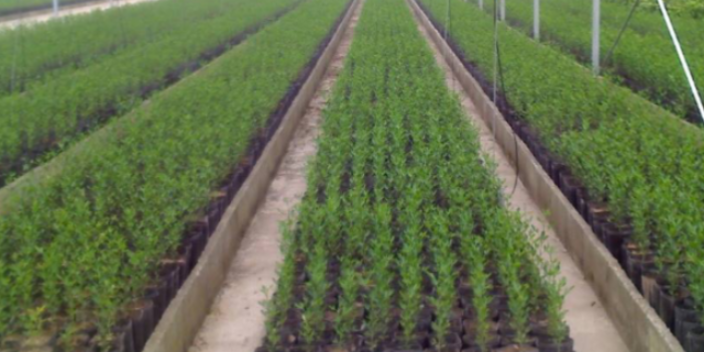 廣州市政綠化批發(fā)哪兒有 大崗美琳花木場供應(yīng)