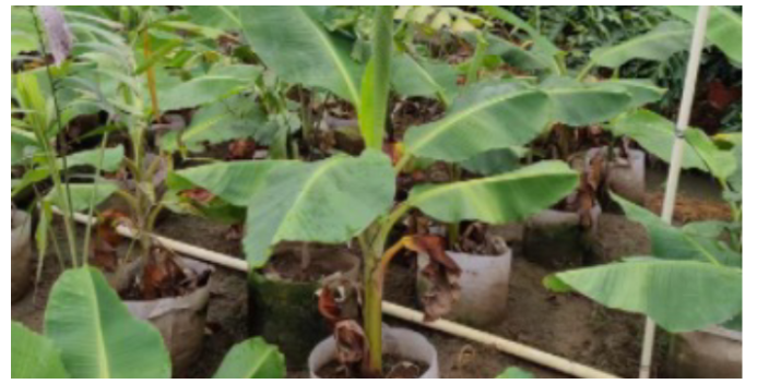 广州种植绿化批发基地 大岗美琳花木场供应