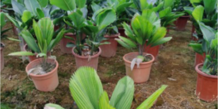 广州种植苗木批发 大岗美琳花木场供应