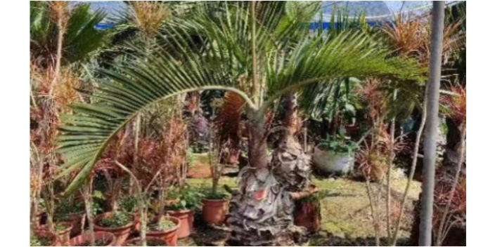 广州别墅苗木批发厂家 大岗美琳花木场供应