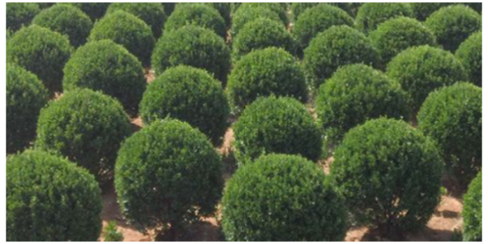 廣州熱帶苗木批發(fā)市場 大崗美琳花木場供應(yīng)