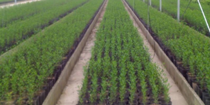 廣州種植苗木批發(fā)基地 大崗美琳花木場供應(yīng)