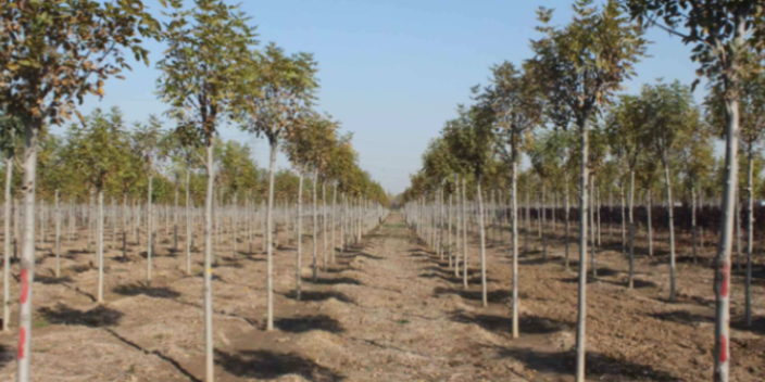 廣州景觀苗木批發(fā)基地 大崗美琳花木場(chǎng)供應(yīng)