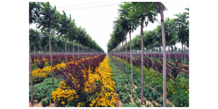 廣州苗木批發(fā)哪兒有 大崗美琳花木場供應(yīng)