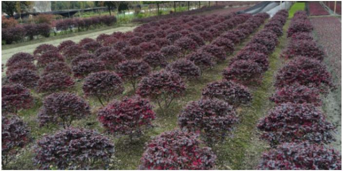 广州种植苗木批发价 大岗美琳花木场供应