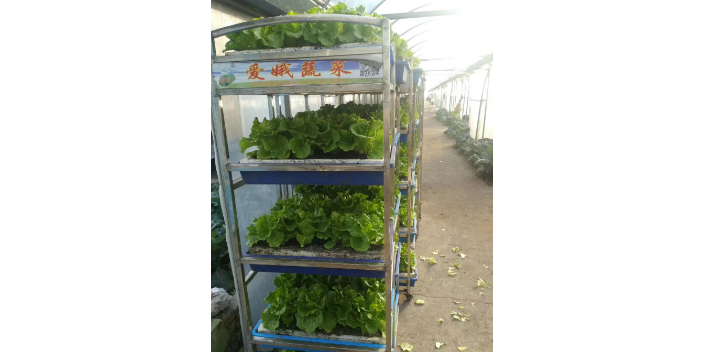 江苏社区农业智能机械化加盟 服务至上 上海爱娥蔬菜种植供应
