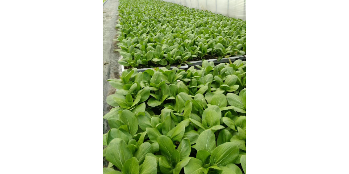 江苏绿色农业智能机械化合作 创造辉煌 上海爱娥蔬菜种植供应