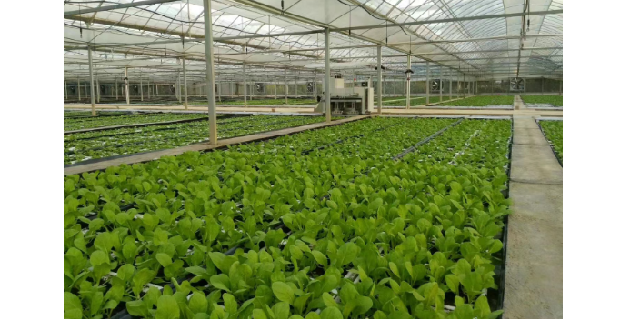舟山农业智能机械化哪家好 创造辉煌 上海爱娥蔬菜种植供应