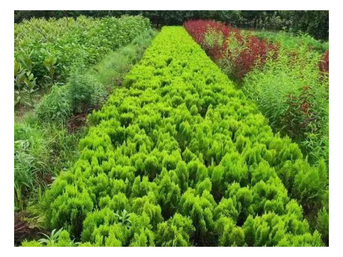 清遠景觀綠化苗木銷售咨詢,綠化苗木銷售