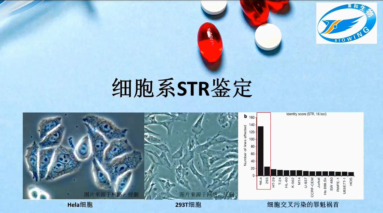 細(xì)胞系STR鑒定