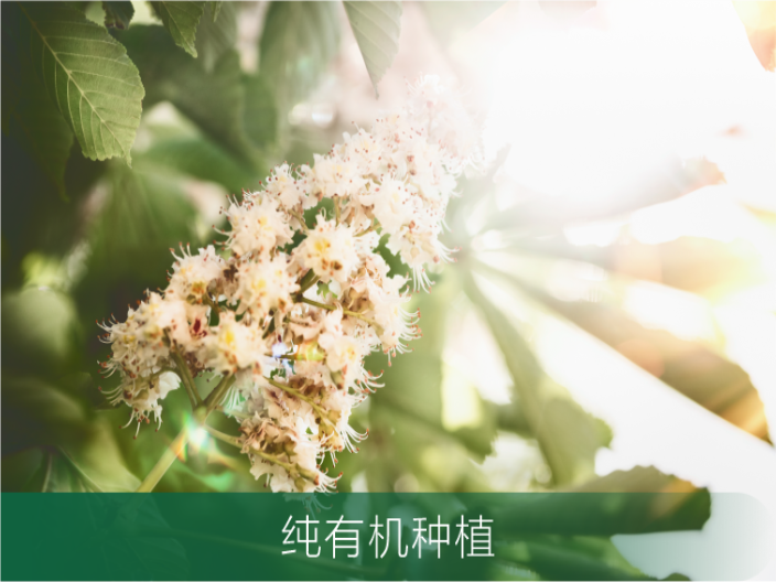 植物护肤纯露院线产品 广州原渡生物科技供应