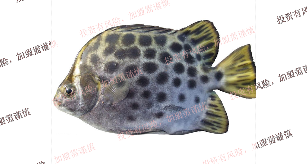广州海水鱼类批发哪个品牌好 广州融渔品牌管理供应