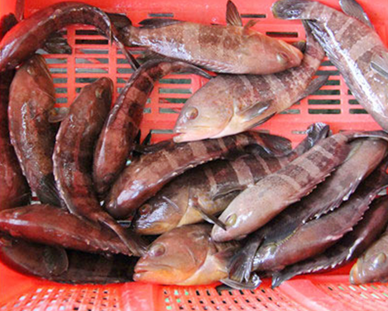 番禺区淡水鱼类生产商 广州融渔品牌管理供应;