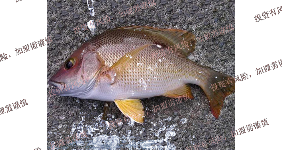 天河區(qū)海水魚(yú)類批發(fā)廠