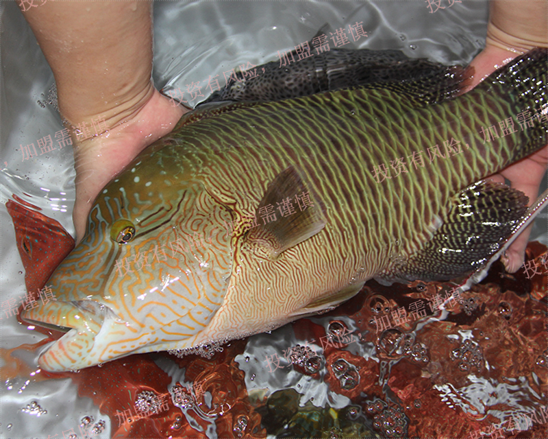 黃埔區(qū)海水魚(yú)類批發(fā)哪種好