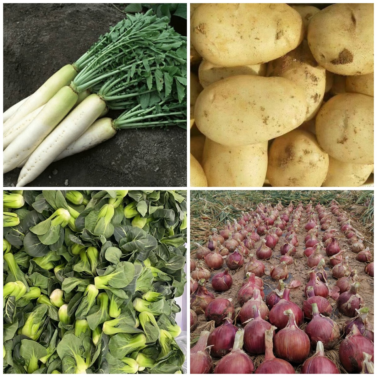 蔬菜配送