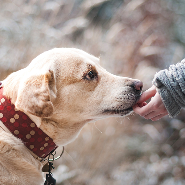 人狂犬抗體檢測(cè)