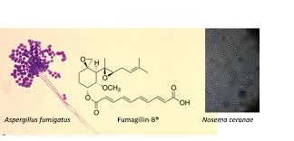 The Role of Fumagillin in Controlling Nosema Disease in Bees