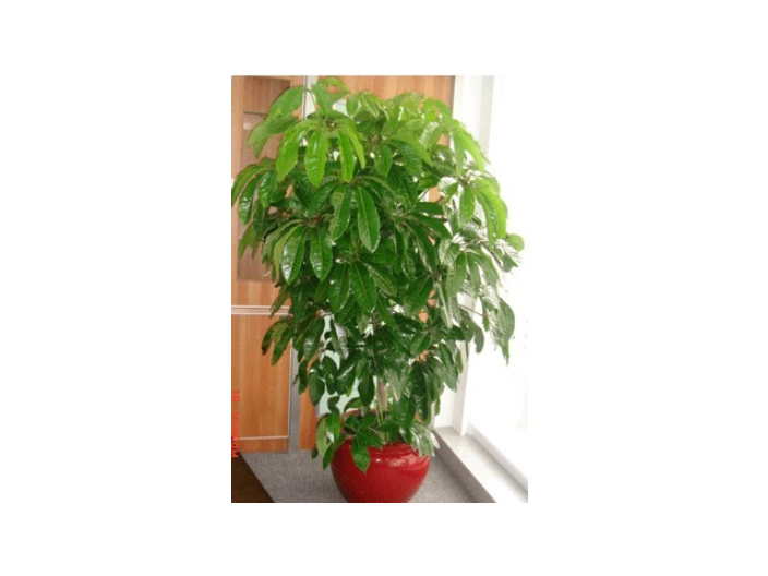 昆山盆栽綠植租賃供應(yīng),綠植租賃