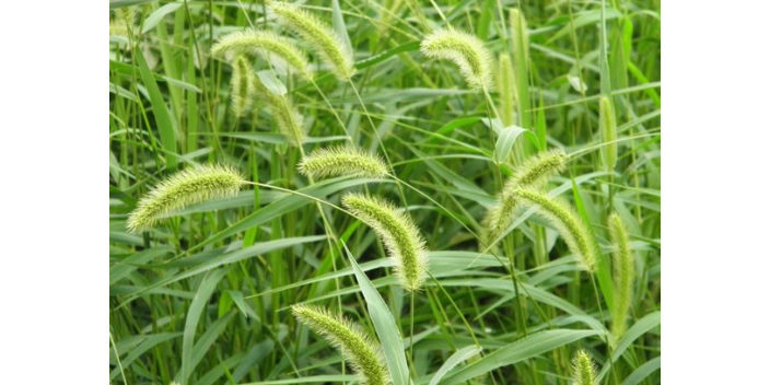 北京黑麦草草种厂家批发价,草种