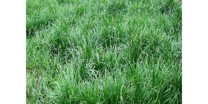 吉林黑麥草草種有幾種