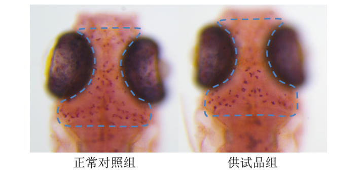 藥效學(xué)和毒理學(xué)評(píng)價(jià),毒理