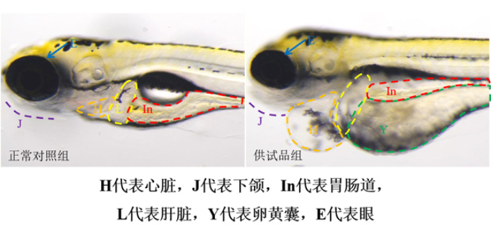 新药的毒理学研究