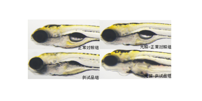 药物安全性研究 动物实验