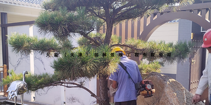 淄博屋顶花园设计 大象园林景观工程供应