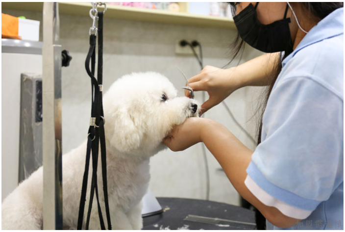 贵州宠物诊所培训