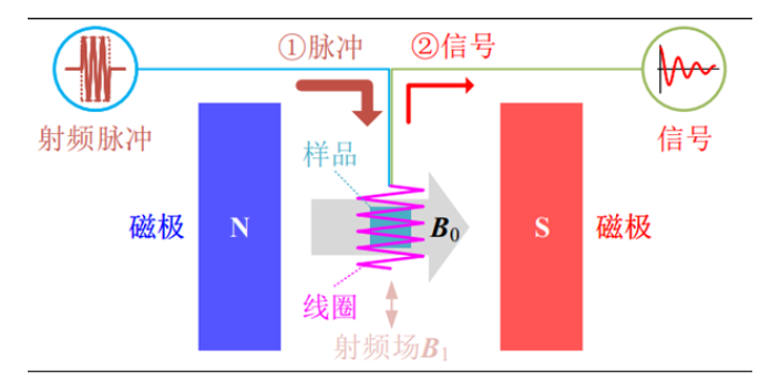 低场时域核磁共振非常规岩芯总体孔隙度检测 江苏麦格瑞电子科技供应