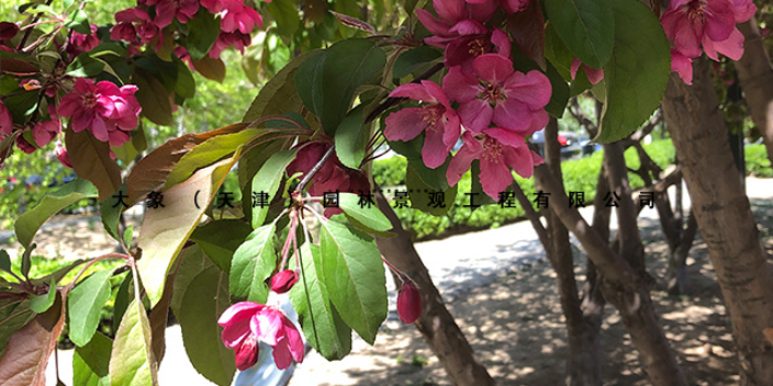 四川花卉批發(fā)哪有賣,花卉綠植銷售