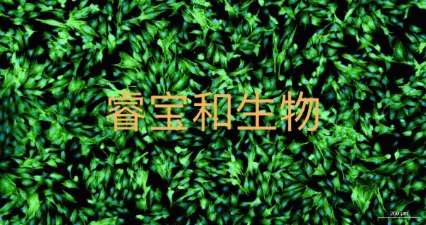 FITC-鬼筆環(huán)肽檢測試劑盒