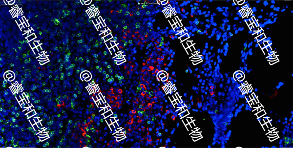 熒光雙標掃描