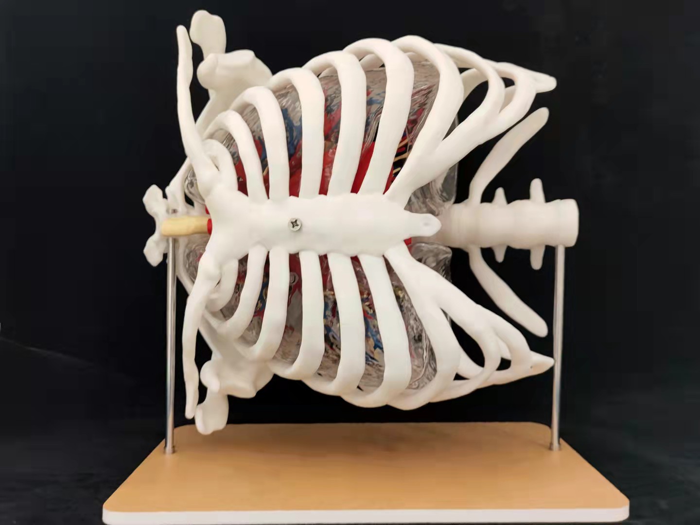 上医宝松堂牌肺部展示仿真人体套装-上海肺部展示仿真人体套装生产厂家-上海宝松堂