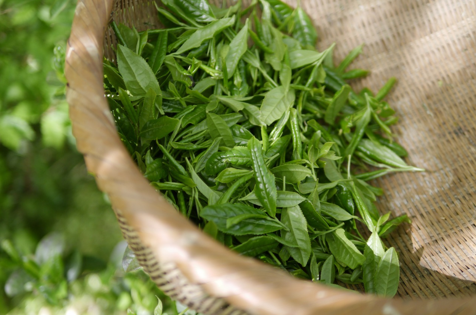 茶的發(fā)展歷史