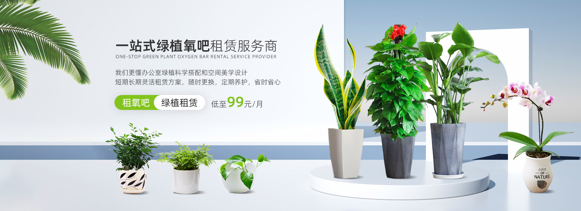 盆栽绿植租赁价格多少