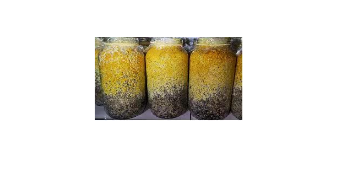 成都黄色羊肚菌有哪些品种 值得信赖 成都首手生物科技供应