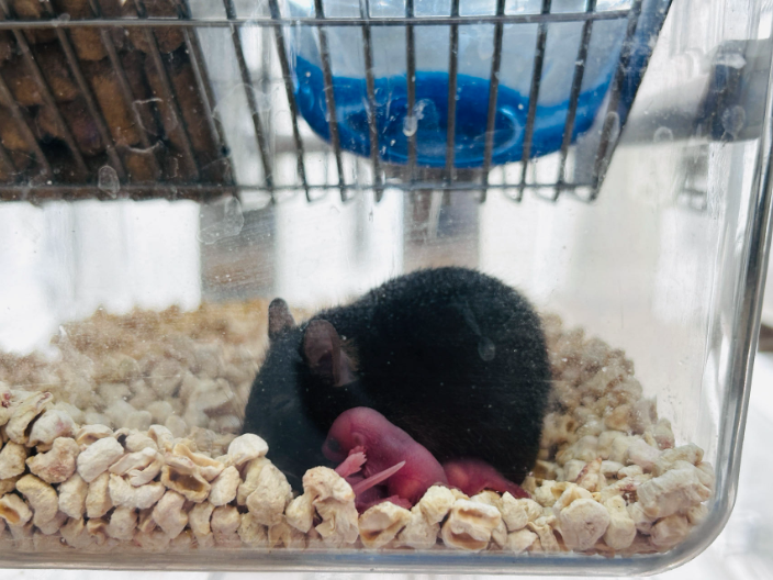 江蘇動物細胞實驗設(shè)計 上海睿寶和生物科技供應(yīng);