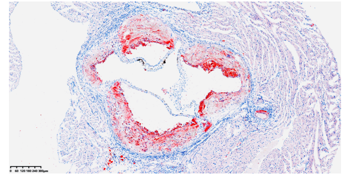 浙江進(jìn)口掃描成像服務(wù) 上海睿寶和生物科技供應(yīng)