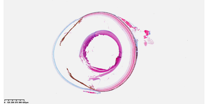 浙江進口掃描服務(wù) 上海睿寶和生物科技供應(yīng)