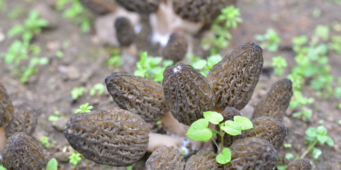 成都黑色羊肚菌有什么品种 值得信赖 成都首手生物科技供应