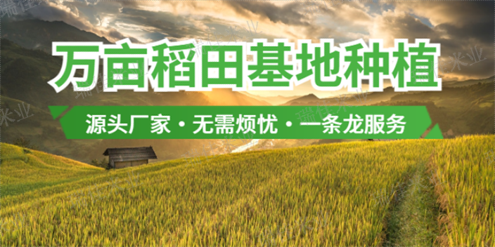 虹口区软糯大米处理 上海瑞佳米业供应