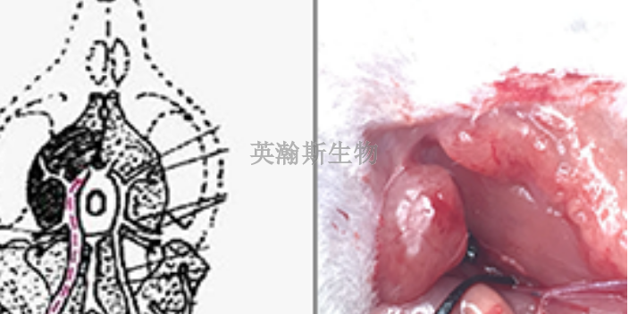 吉林大鼠腦缺血再灌注模型制作,腦缺血再灌注模型