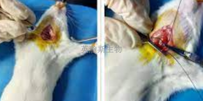 動物腦缺血再灌注模型,腦缺血再灌注模型